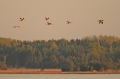 kraanvogel 3